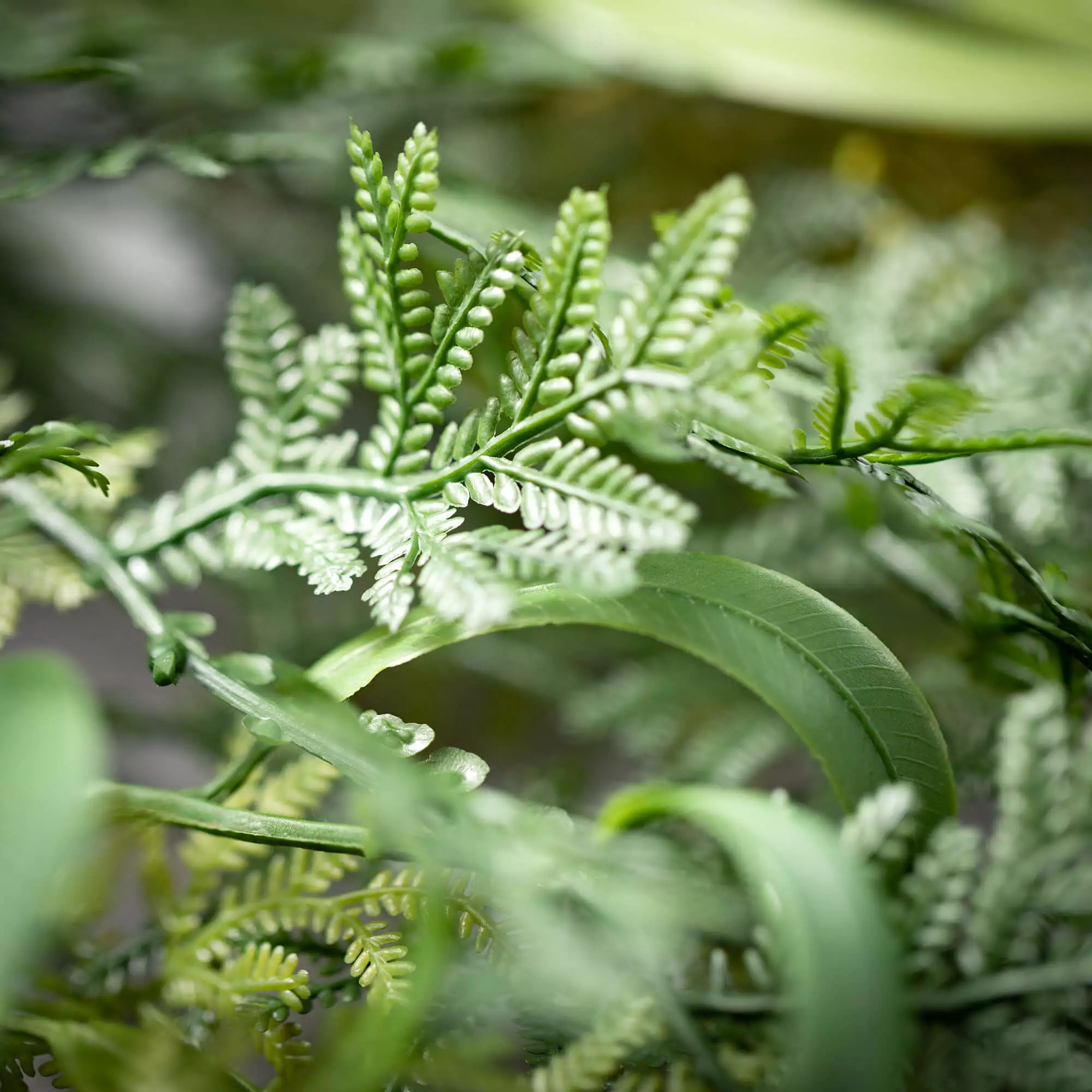 Draping Fern Small Wreath