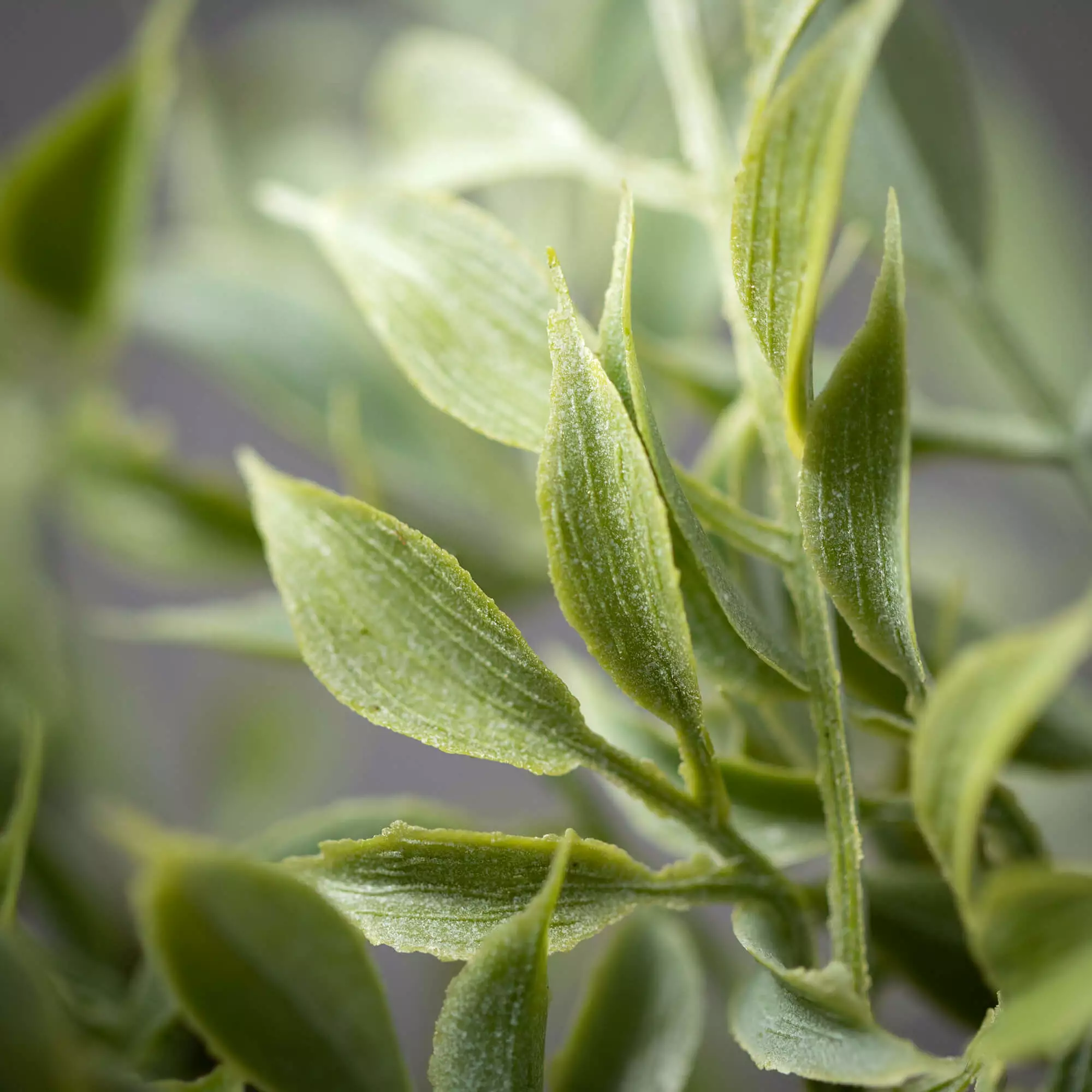 Dusted Tea Leaf Mini Wreath