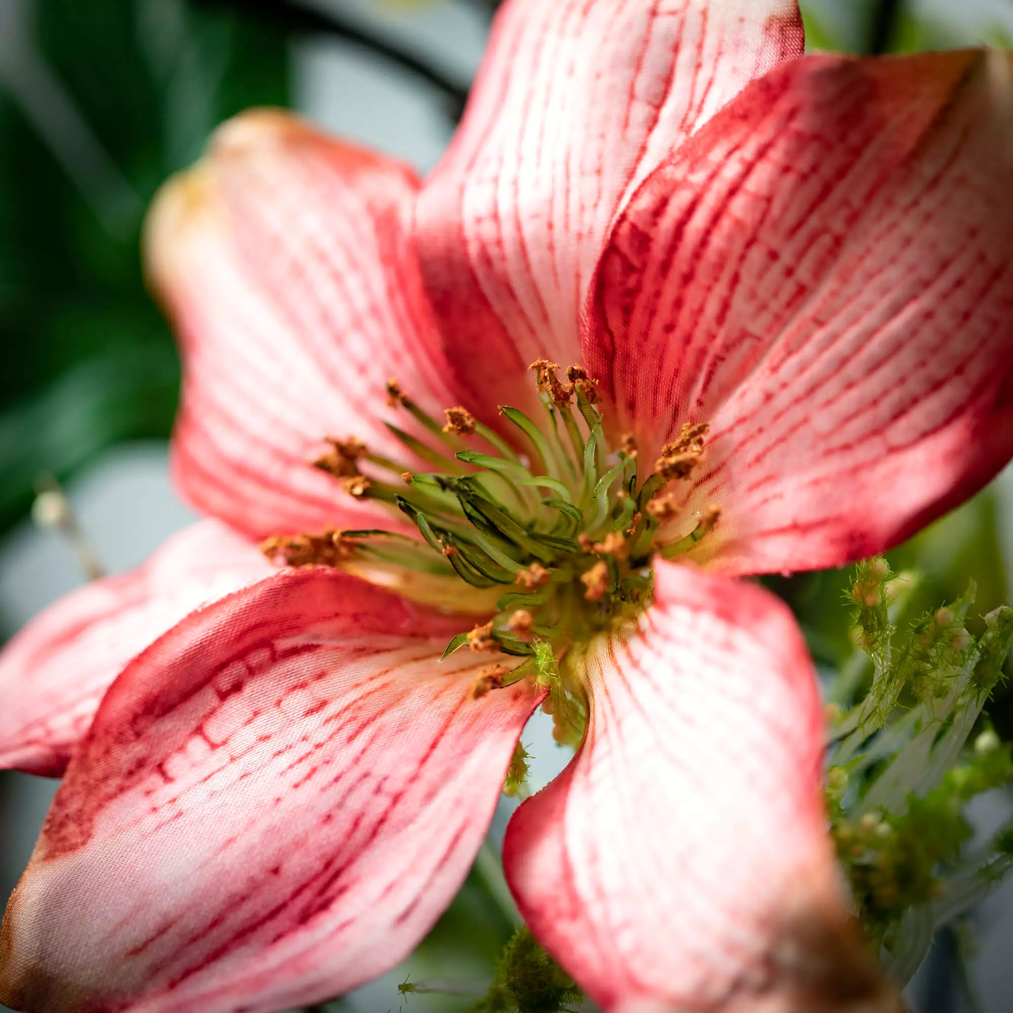 Pink Clematis Small Wreath